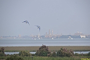 Parco San Giuliano  - 238